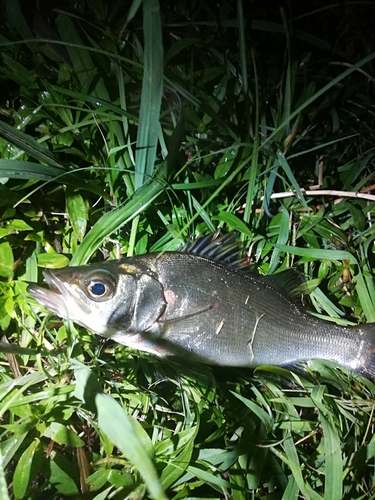 セイゴ（マルスズキ）の釣果