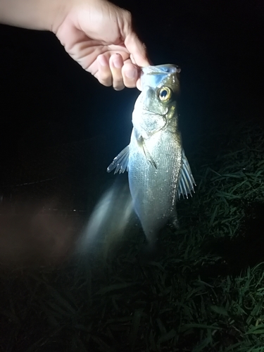 セイゴ（マルスズキ）の釣果