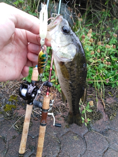 ラージマウスバスの釣果