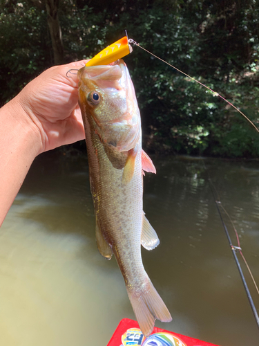 ラージマウスバスの釣果