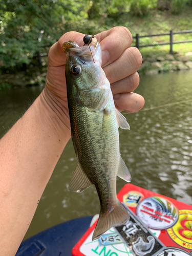 ラージマウスバスの釣果