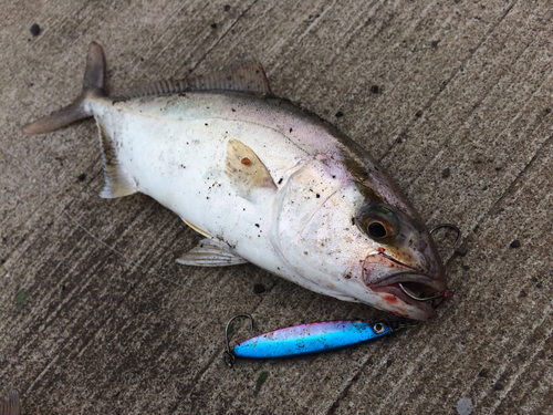 ショゴの釣果