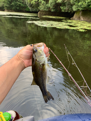 ラージマウスバスの釣果