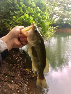 ラージマウスバスの釣果