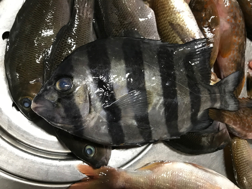 シマダイの釣果