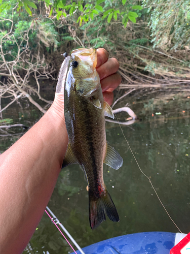 ラージマウスバスの釣果