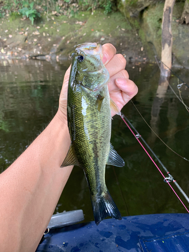 ラージマウスバスの釣果