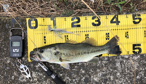 ブラックバスの釣果