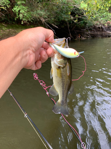 ラージマウスバスの釣果