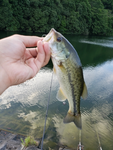 ラージマウスバスの釣果