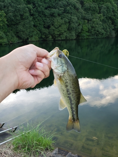 ラージマウスバスの釣果