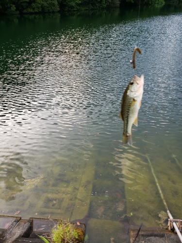 ラージマウスバスの釣果