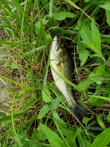 ラージマウスバスの釣果