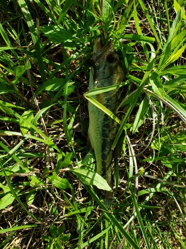 ラージマウスバスの釣果