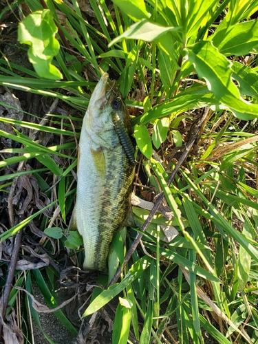 ラージマウスバスの釣果