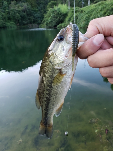 ラージマウスバスの釣果