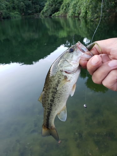 ラージマウスバスの釣果