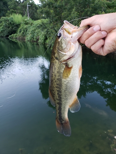 ラージマウスバスの釣果