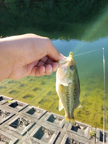 ラージマウスバスの釣果