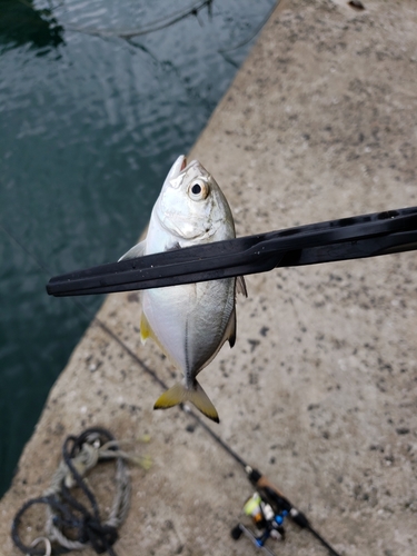 メッキの釣果