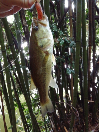 ブラックバスの釣果