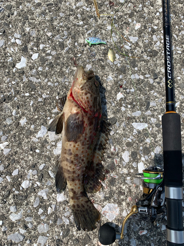 チャイロマルハタの釣果