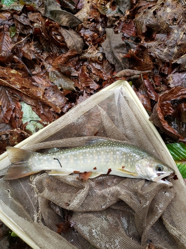 イワナの釣果