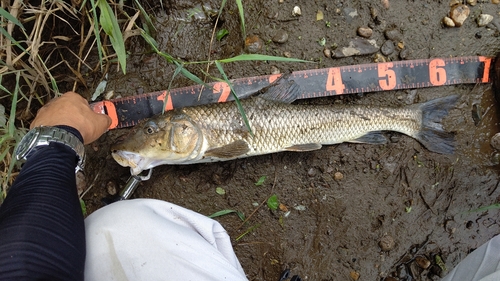 ニゴイの釣果