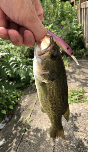 ブラックバスの釣果