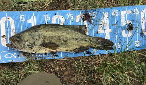 ブラックバスの釣果