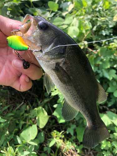 ブラックバスの釣果