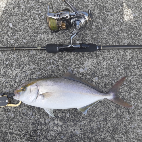 ショゴの釣果