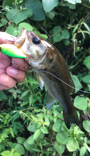 ブラックバスの釣果