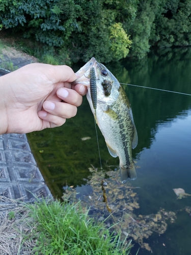 ラージマウスバスの釣果