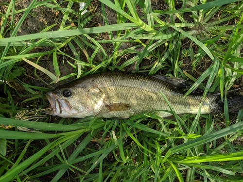 ラージマウスバスの釣果