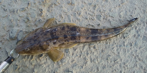 マゴチの釣果