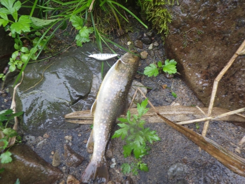 ニッコウイワナの釣果