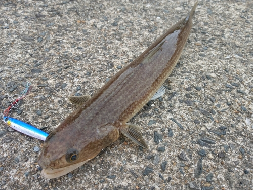 エソの釣果