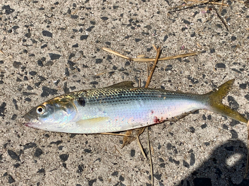 コノシロの釣果