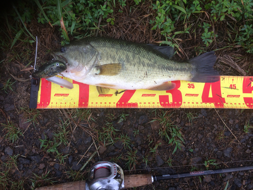 ラージマウスバスの釣果