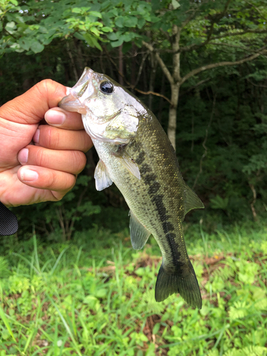 ラージマウスバスの釣果