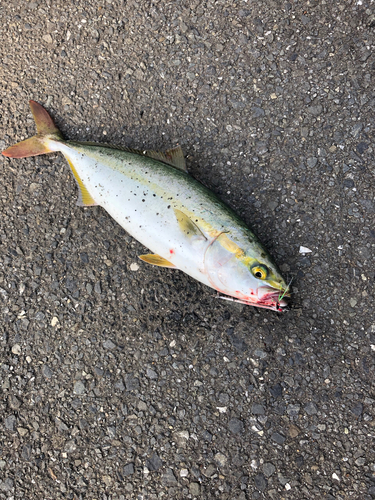 ワカシの釣果