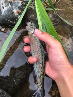 ニジマスの釣果