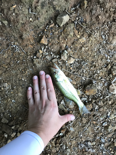 ラージマウスバスの釣果