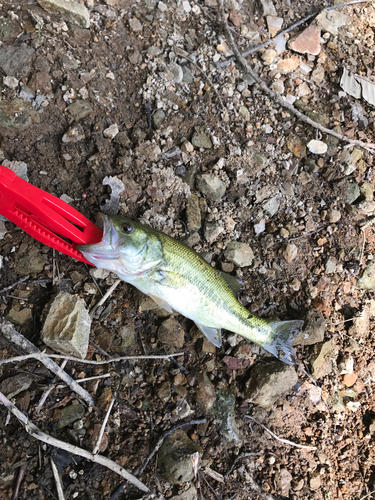 ラージマウスバスの釣果