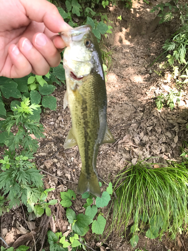 ラージマウスバスの釣果