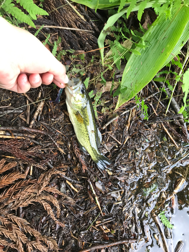 ラージマウスバスの釣果