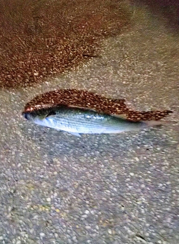 ボラの釣果