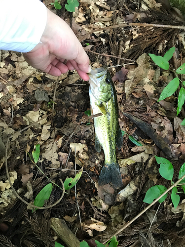 ラージマウスバスの釣果