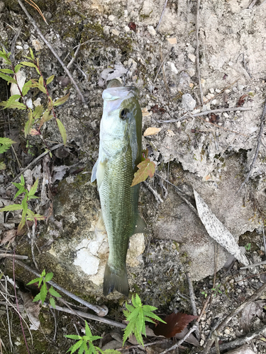 ラージマウスバスの釣果